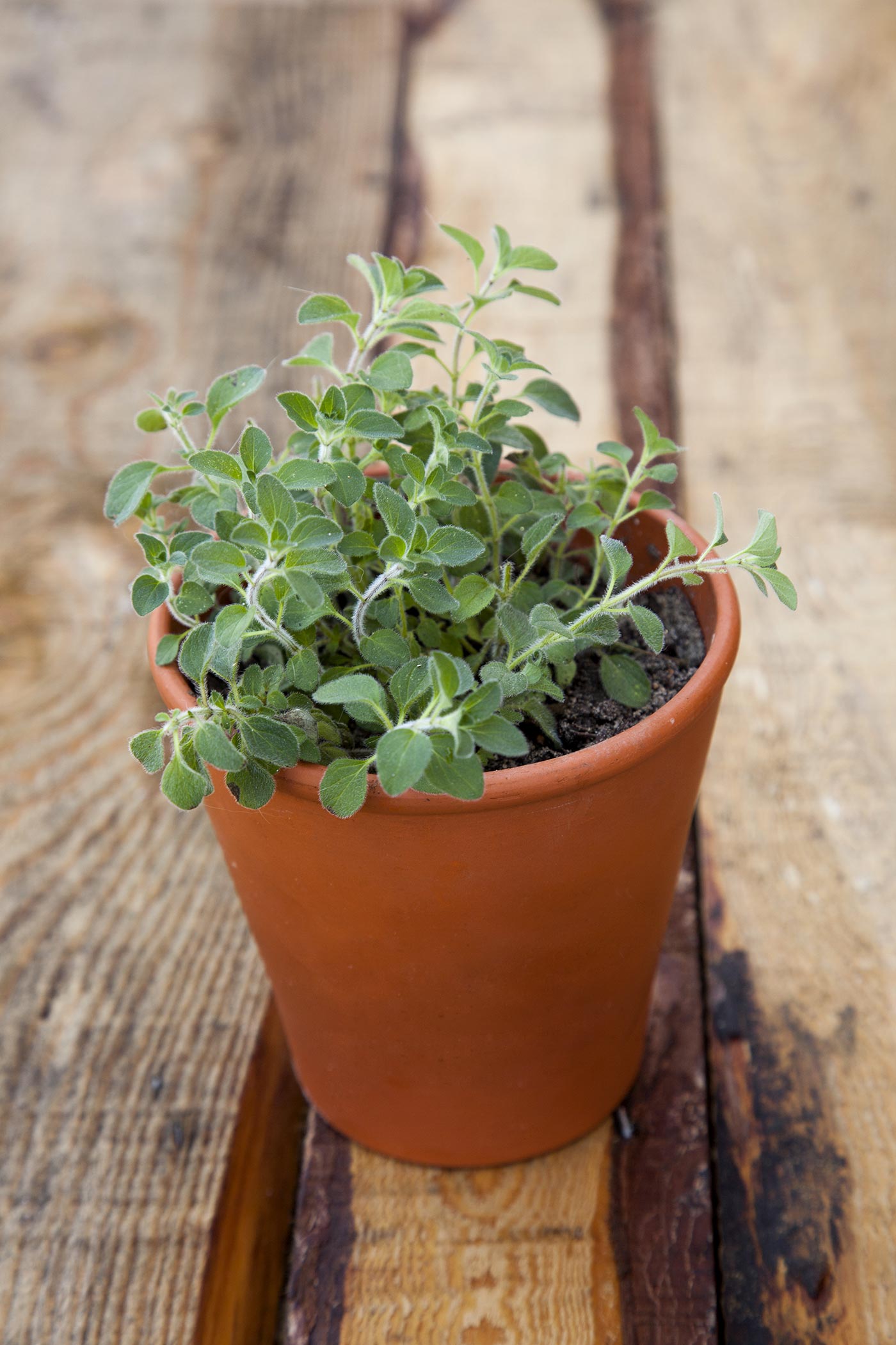 L’origan contre des virus gastrointestinaux MediMarket Blog