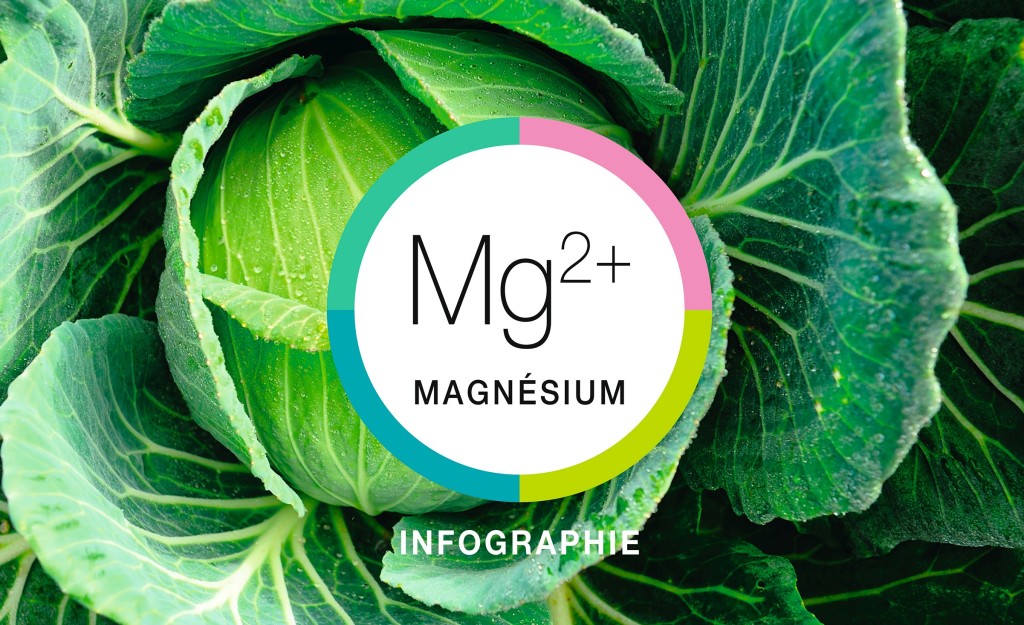 Infographie-rectangle-magnésium_2400