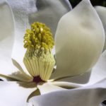 Nieuw: Huile Prodigieuse® Florale