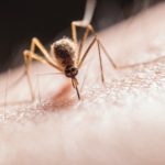 Conseils anti-moustiques