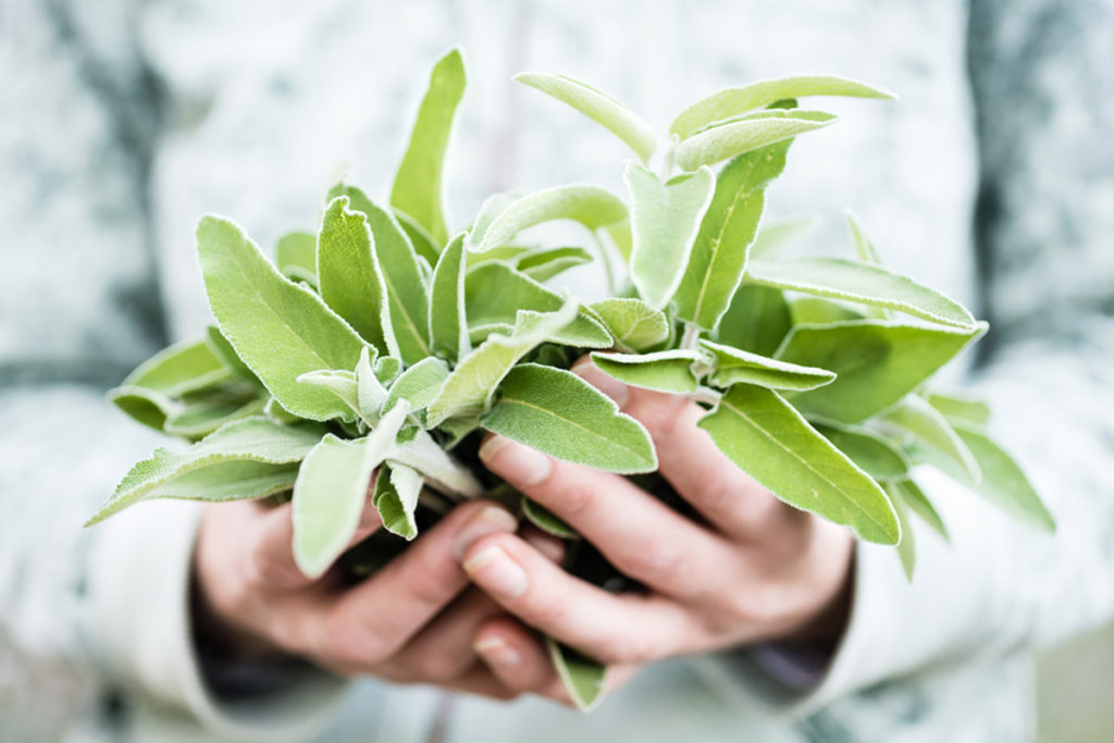 detox-plantes-digestion-fetes-estomac