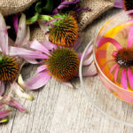 Echinacea, om uw immuniteit te versterken